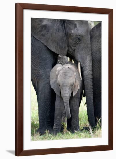 African Elephant (Loxodonta Africana) with its Calf in a Forest, Tarangire National Park, Tanzania-null-Framed Photographic Print