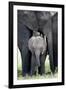 African Elephant (Loxodonta Africana) with its Calf in a Forest, Tarangire National Park, Tanzania-null-Framed Photographic Print