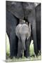 African Elephant (Loxodonta Africana) with its Calf in a Forest, Tarangire National Park, Tanzania-null-Mounted Photographic Print