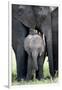 African Elephant (Loxodonta Africana) with its Calf in a Forest, Tarangire National Park, Tanzania-null-Framed Photographic Print