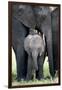 African Elephant (Loxodonta Africana) with its Calf in a Forest, Tarangire National Park, Tanzania-null-Framed Photographic Print