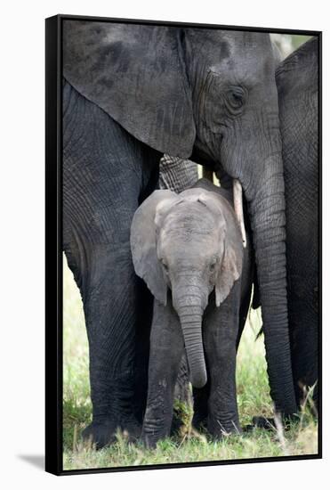 African Elephant (Loxodonta Africana) with its Calf in a Forest, Tarangire National Park, Tanzania-null-Framed Stretched Canvas