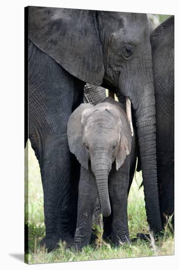 African Elephant (Loxodonta Africana) with its Calf in a Forest, Tarangire National Park, Tanzania-null-Stretched Canvas