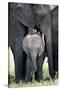 African Elephant (Loxodonta Africana) with its Calf in a Forest, Tarangire National Park, Tanzania-null-Stretched Canvas