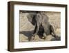 African elephant (Loxodonta africana) young rubbing, Chobe National Park, Botswana-Ann and Steve Toon-Framed Photographic Print