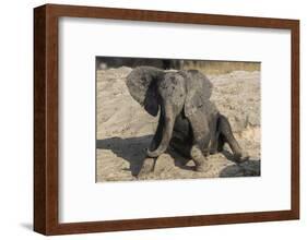 African elephant (Loxodonta africana) young rubbing, Chobe National Park, Botswana-Ann and Steve Toon-Framed Photographic Print