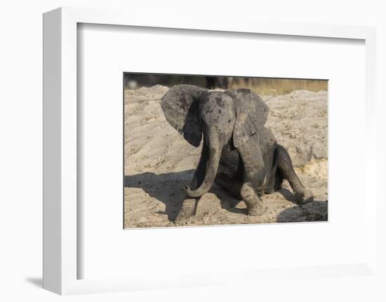 African elephant (Loxodonta africana) young rubbing, Chobe National Park, Botswana-Ann and Steve Toon-Framed Photographic Print