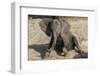 African elephant (Loxodonta africana) young rubbing, Chobe National Park, Botswana-Ann and Steve Toon-Framed Photographic Print