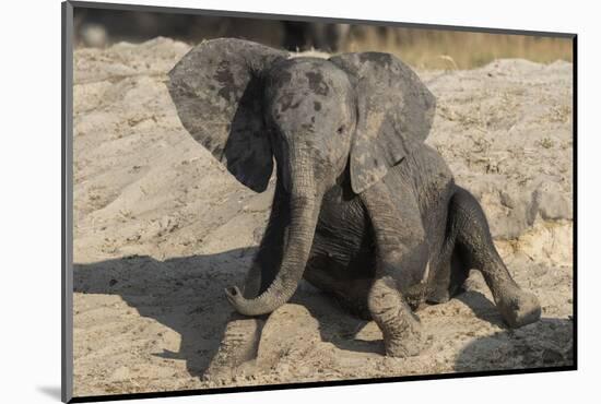 African elephant (Loxodonta africana) young rubbing, Chobe National Park, Botswana-Ann and Steve Toon-Mounted Photographic Print