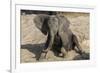 African elephant (Loxodonta africana) young rubbing, Chobe National Park, Botswana-Ann and Steve Toon-Framed Photographic Print
