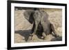 African elephant (Loxodonta africana) young rubbing, Chobe National Park, Botswana-Ann and Steve Toon-Framed Photographic Print