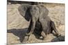 African elephant (Loxodonta africana) young rubbing, Chobe National Park, Botswana-Ann and Steve Toon-Mounted Photographic Print