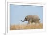 African Elephant (Loxodonta africana) young, walking through dry grass, Tuli Block-Shem Compion-Framed Photographic Print