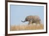 African Elephant (Loxodonta africana) young, walking through dry grass, Tuli Block-Shem Compion-Framed Photographic Print