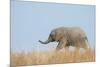 African Elephant (Loxodonta africana) young, walking through dry grass, Tuli Block-Shem Compion-Mounted Photographic Print