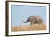 African Elephant (Loxodonta africana) young, walking through dry grass, Tuli Block-Shem Compion-Framed Photographic Print