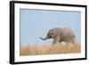 African Elephant (Loxodonta africana) young, walking through dry grass, Tuli Block-Shem Compion-Framed Photographic Print