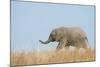 African Elephant (Loxodonta africana) young, walking through dry grass, Tuli Block-Shem Compion-Mounted Photographic Print