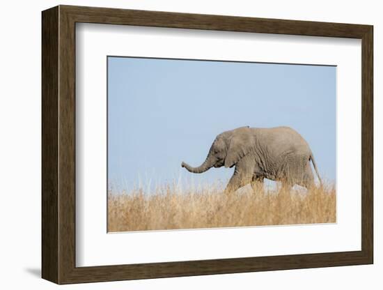 African Elephant (Loxodonta africana) young, walking through dry grass, Tuli Block-Shem Compion-Framed Photographic Print