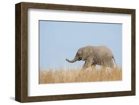 African Elephant (Loxodonta africana) young, walking through dry grass, Tuli Block-Shem Compion-Framed Photographic Print