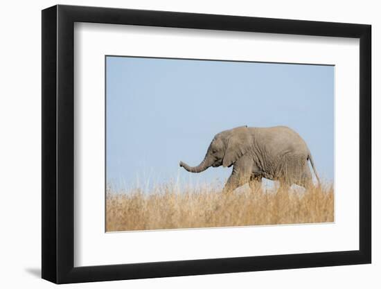 African Elephant (Loxodonta africana) young, walking through dry grass, Tuli Block-Shem Compion-Framed Photographic Print