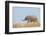 African Elephant (Loxodonta africana) young, walking through dry grass, Tuli Block-Shem Compion-Framed Photographic Print