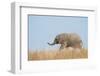 African Elephant (Loxodonta africana) young, walking through dry grass, Tuli Block-Shem Compion-Framed Photographic Print