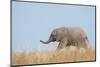 African Elephant (Loxodonta africana) young, walking through dry grass, Tuli Block-Shem Compion-Mounted Photographic Print