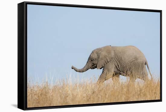 African Elephant (Loxodonta africana) young, walking through dry grass, Tuli Block-Shem Compion-Framed Stretched Canvas