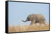 African Elephant (Loxodonta africana) young, walking through dry grass, Tuli Block-Shem Compion-Framed Stretched Canvas