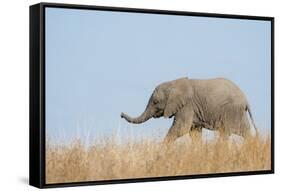 African Elephant (Loxodonta africana) young, walking through dry grass, Tuli Block-Shem Compion-Framed Stretched Canvas