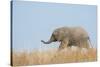 African Elephant (Loxodonta africana) young, walking through dry grass, Tuli Block-Shem Compion-Stretched Canvas
