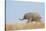 African Elephant (Loxodonta africana) young, walking through dry grass, Tuli Block-Shem Compion-Stretched Canvas