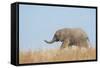 African Elephant (Loxodonta africana) young, walking through dry grass, Tuli Block-Shem Compion-Framed Stretched Canvas