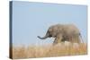 African Elephant (Loxodonta africana) young, walking through dry grass, Tuli Block-Shem Compion-Stretched Canvas