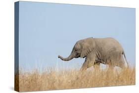 African Elephant (Loxodonta africana) young, walking through dry grass, Tuli Block-Shem Compion-Stretched Canvas