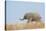 African Elephant (Loxodonta africana) young, walking through dry grass, Tuli Block-Shem Compion-Stretched Canvas