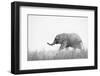 African Elephant (Loxodonta africana) young, walking through dry grass, Tuli Block-Shem Compion-Framed Photographic Print