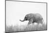 African Elephant (Loxodonta africana) young, walking through dry grass, Tuli Block-Shem Compion-Mounted Photographic Print