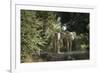 African Elephant (Loxodonta Africana), Zambia, Africa-Janette Hill-Framed Photographic Print