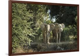 African Elephant (Loxodonta Africana), Zambia, Africa-Janette Hill-Framed Photographic Print