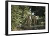 African Elephant (Loxodonta Africana), Zambia, Africa-Janette Hill-Framed Photographic Print