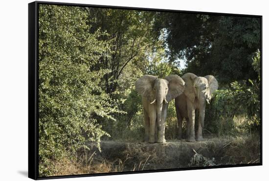 African Elephant (Loxodonta Africana), Zambia, Africa-Janette Hill-Framed Stretched Canvas