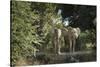 African Elephant (Loxodonta Africana), Zambia, Africa-Janette Hill-Stretched Canvas