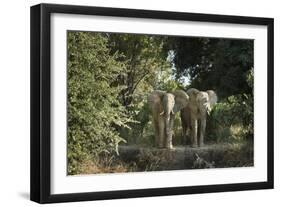 African Elephant (Loxodonta Africana), Zambia, Africa-Janette Hill-Framed Photographic Print