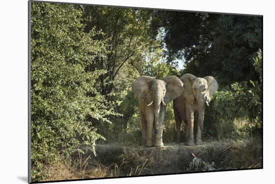 African Elephant (Loxodonta Africana), Zambia, Africa-Janette Hill-Mounted Photographic Print