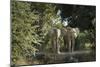 African Elephant (Loxodonta Africana), Zambia, Africa-Janette Hill-Mounted Premium Photographic Print
