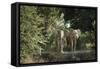 African Elephant (Loxodonta Africana), Zambia, Africa-Janette Hill-Framed Stretched Canvas