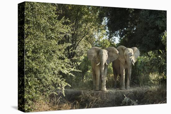 African Elephant (Loxodonta Africana), Zambia, Africa-Janette Hill-Stretched Canvas