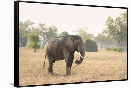 African Elephant (Loxodonta Africana), Zambia, Africa-Janette Hill-Framed Stretched Canvas